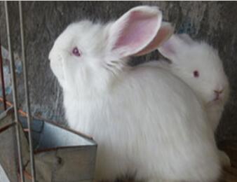 長毛兔