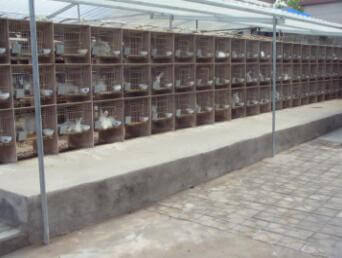 用青飼料喂養長毛兔，有利于長毛兔的生長和繁殖