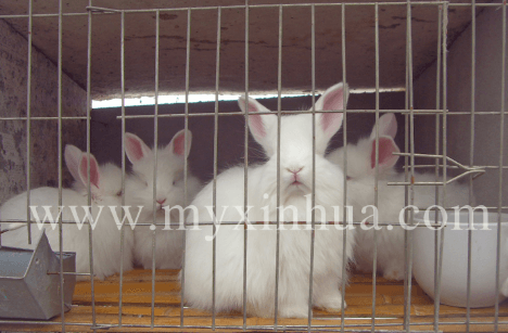 長毛兔采毛方法及注意事項！