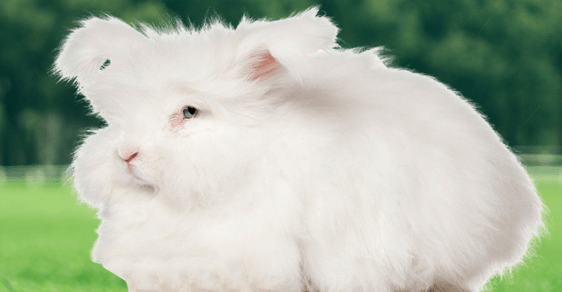 長毛兔夏季飼養管理要點你清楚嗎？