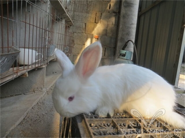 高產(chǎn)長毛種兔應該怎么選擇