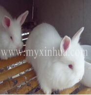 養兔難題破解有招