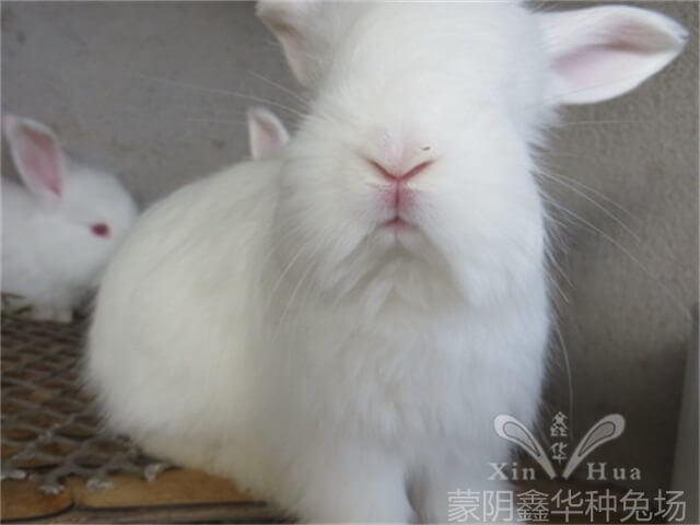 養長毛兔時如何清潔它的眼睛呢？