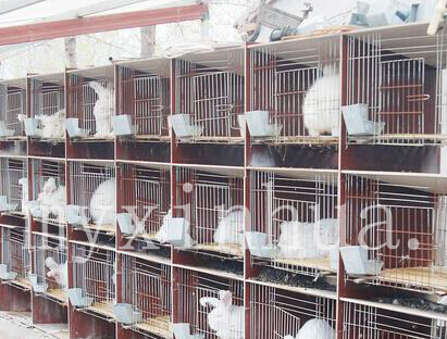 長毛兔養殖能實施地窩繁育法嗎？