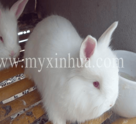 如何從兔糞便狀態判斷兔子的健康狀況？