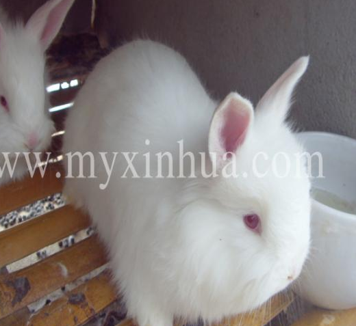 養殖兔子仔兔斷奶后易發病原因？