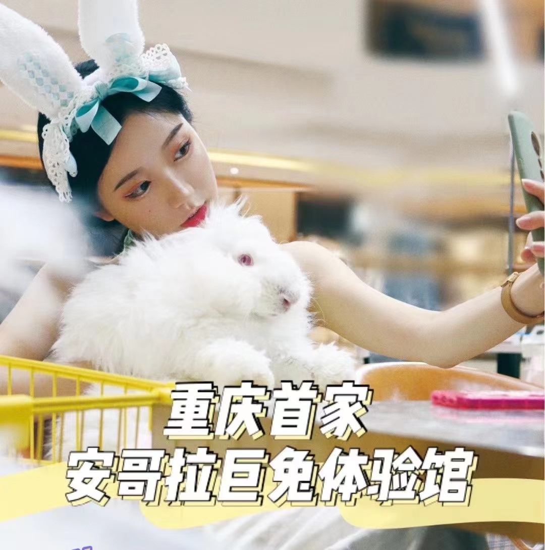 養兔技術｜長毛兔的采毛方法及注意事項