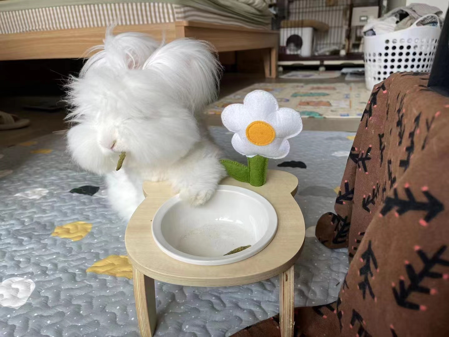 長毛兔養殖場教你如何鑒定母兔發情？