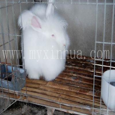 長毛兔的飼養管理上的環境控制要點！